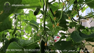 قیمت بذر خیار گلخانه ای- ریحان سبز ایلیا