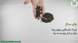 راهنمای خرید چای ممتاز لاهیجان