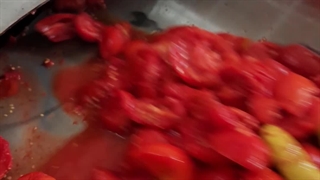 دستگاه ابگیری گوجه