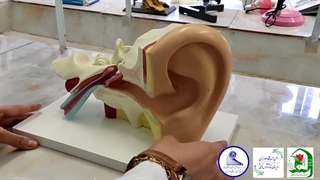 تشریح مولاژ گوش انسان