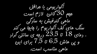 بیوی گلدفیش اوراندا