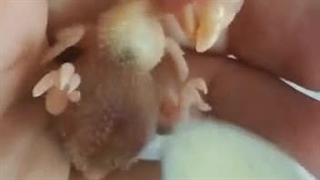 سرلاک خوردن «پروت برزیلی یکماهه» ✓