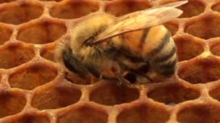 انباشت گرده گل