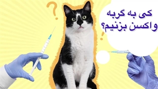 ۴ واکسن اصلی و غیر اصلی گربه/مجله حیوانات خانگی پتسی