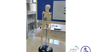 تشریح مولاژ استخوان 