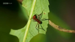 مستند زندگی مورچه ها