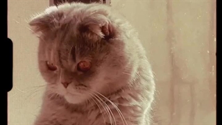 دارسی قشنگم