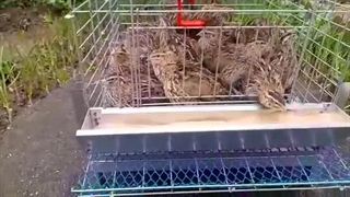 قفس مینی بلدرچین