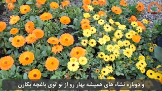 معرفی گیاهان فصل بهار