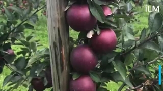 الماس سیاه؛ گران ترین و کمیاب ترین سیب جهان