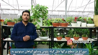 عوامل ایجاد حفره در سطح برگها
