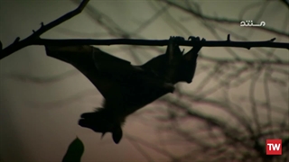 شگفتی‌های حیوانات ؛ 2014 ؛ فصل 1 ؛ قسمت 10