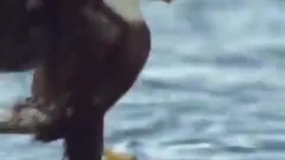 وقتی شکار بدجور یقه شکارچی را می گیرد!