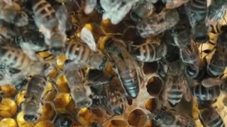 تخمگذاری ملکه زنبور عسل