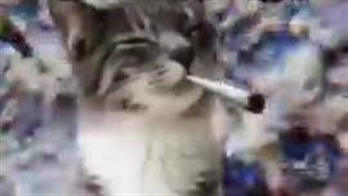 [چی میکشی داداش]با گوربه ها