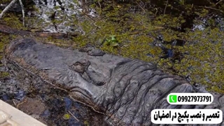 شگفتی حیات وحش چرا کروکودیل ها تمساح های دیگر را نمی خورند