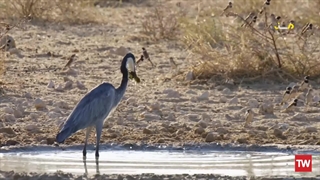 مرگ‌بارترین حیوانات آفریقا ؛ 2020 ؛ فصل 6 ؛ قسمت 1