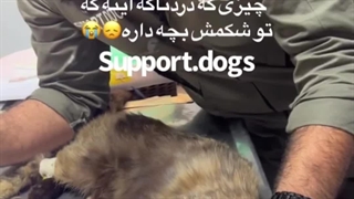 تصادف گربه باردار با ماشین سنگین