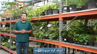 نکات مهم رشد گیاهان