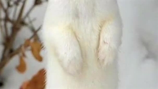 اپدیت تیک تاک استری کیدز با هیونجین