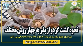 نحوه کشت گردو از بذر به چهار روش مختلف