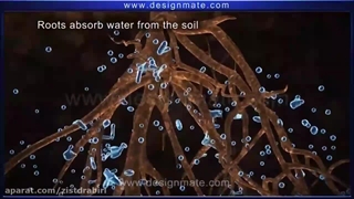 فیلم فتوسنتز 1 (فیلم کمک آموزشی درس فیزیولوژی گیاهی)