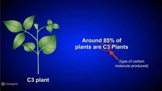 مقایسه فتوسنتز در گیاهان C3 ,C4 ,CAM (فیلم کمک آموزشی درس فیزیولوژی گیاهی)
