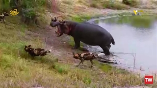 مرگ‌بارترین حیوانات آفریقا ؛ 2020 ؛ فصل 6 ؛ قسمت 2