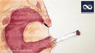 ۲۷.مضرات سیگار