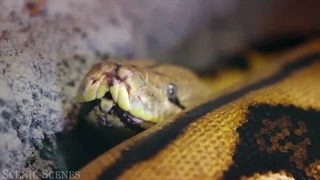 حیوانات جنگل آمازون