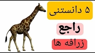 پنج دانستی درباره زرافه ها !