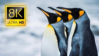حیات وحش پنگوئن ها در قطب جنوب کیفیت 8K