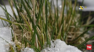 تنها ؛ 2021 ؛ فصل 8 ؛ قسمت 7