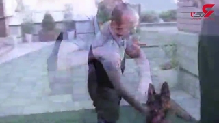 هوش عجیب کسبه؛ این سگ در ایران کاملا ریاضی را متوجه می شود!