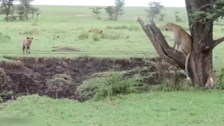 14 لحظه شگفت انگیز شکار توسط حیوانات وحشی