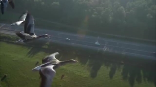 مسیرهای مخفی پرندگان مهاجر | مستند