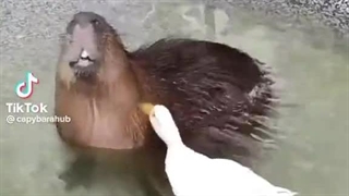 طنزجو: کانال شوخی و سرگرمی _ Joke _ Entertainment _ Recreation _ Laugh _ Smile _ کلیپ شماره :7