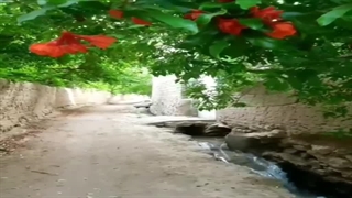 گل بجوش آمد و از می نزدیمش