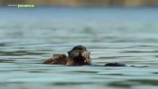 جزیره گرگ‌های دریایی ؛ 2022 ؛ فصل 1 ؛ قسمت 1