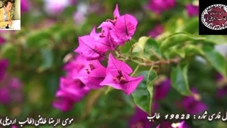 شاعر آذربایجانی غزل | اشعار طالب | غزلیات شیرین طالب | آوای عاشقی هیات گلها با صدای شاعر