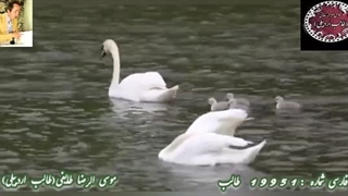 شاعر و غزلسرا آذربایجان | طالب اردبیلی | غزل ماندگار قناد نگه یار | آوای عاشقی طالب با صدای دلنشین شاعر