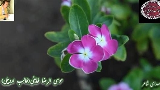 شاعر آذربایجانی ها | غزلیات شیرین طالب | آوای عاشقی طالب اردبیلی | انکار یار