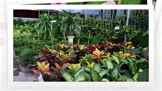 دوری از پوسیدگی ریشه ها