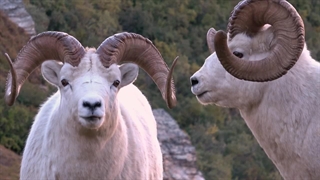 گوسفندان وحشی پادشاه کوهستان