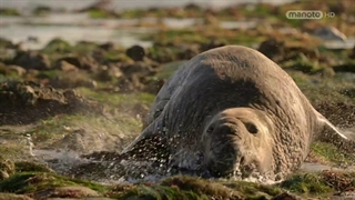 حیوانات فیلم‌بردار ؛ 2021 ؛ فصل 2 ؛ قسمت 1