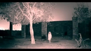 علاقه روح به درخت