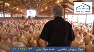 سوله پرورش بوقلمون 22220266-021