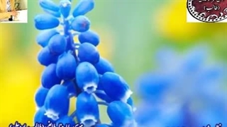 شعر شیوا | شعر سلیس | شعر نغز | بساط دل از غزلیات شیرین طالب