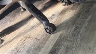 دعوای بامزه یک سگ و گربه بر سر جای خواب