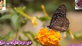 شعر عاشقانه نوشین | شعر زیبا و رویایی فائدات | آوای عاشقی | طالب اردبیلی دندانپزشک زیبایی